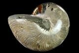 Polished Fossil Nautilus (Cymatoceras) - Madagascar #127144-1